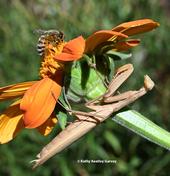 A honey bee forages on a Mexican sunflower, Tithonia rotundifola, as a female praying mantis, Mantis religiosa, perches below. (Photo by Kathy Keatley Garvey)